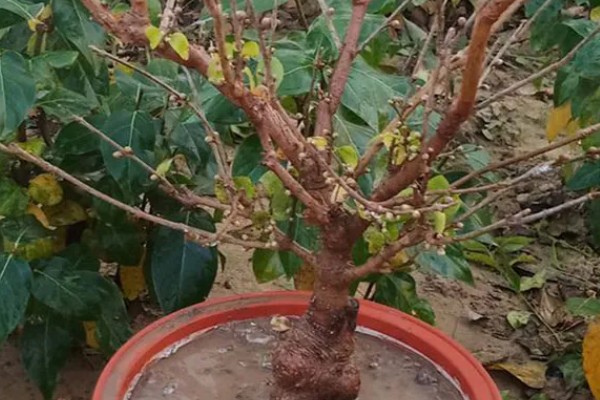 腊梅落蕾的原因，可能是现蕾后气候湿润所致