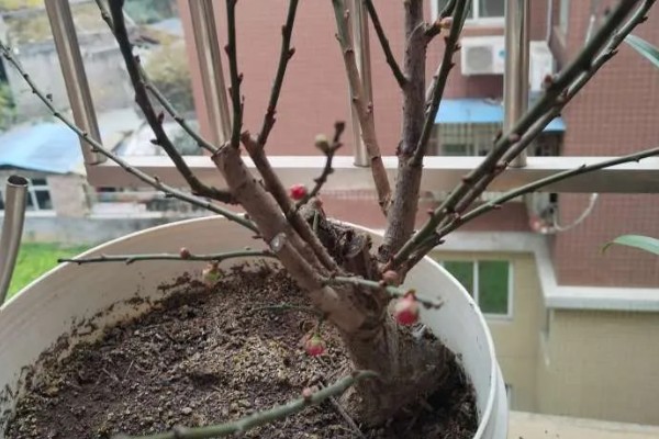 腊梅落蕾的原因，可能是现蕾后气候湿润所致
