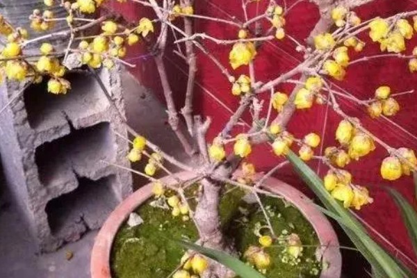 腊梅落蕾的原因，可能是现蕾后气候湿润所致