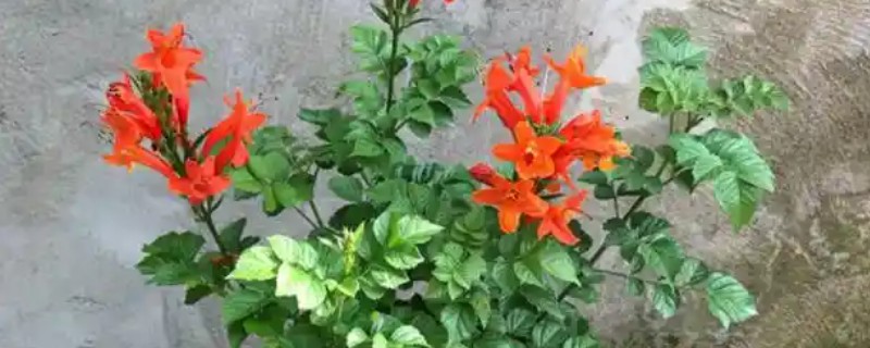 凌霄花叶子发黄如何处理，缺少养分时要追施氮磷钾复合肥