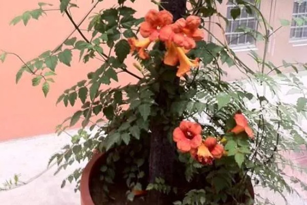 凌霄花叶子发黄如何处理，缺少养分时要追施氮磷钾复合肥