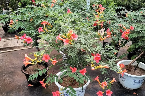 凌霄花叶子发黄如何处理，缺少养分时要追施氮磷钾复合肥