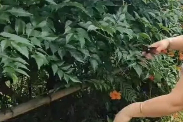 凌霄花叶子发黄如何处理，缺少养分时要追施氮磷钾复合肥