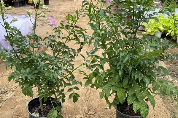 凌霄花叶子发黄如何处理，缺少养分时要追施氮磷钾复合肥
