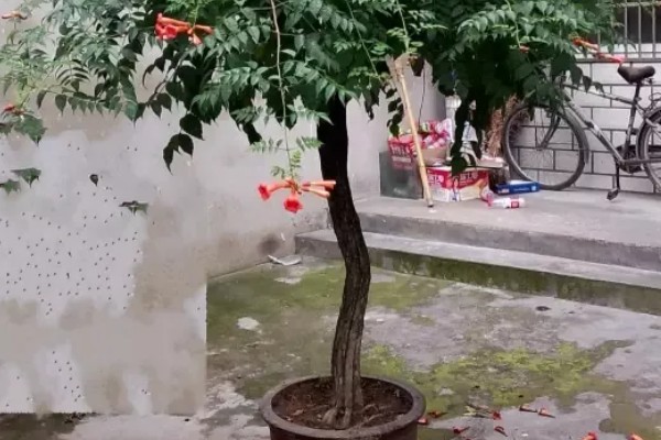 凌霄花叶子发黄如何处理，缺少养分时要追施氮磷钾复合肥