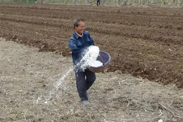 蜜本南瓜怎么种植，播种前亩施农家肥2000-3000公斤左右
