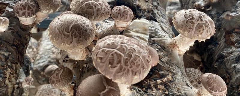 花菇怎么种，接种季节在冬季
