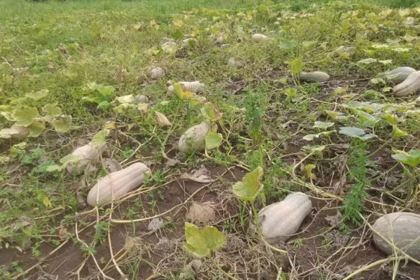 蜜本南瓜怎么种植，播种前亩施农家肥2000-3000公斤左右