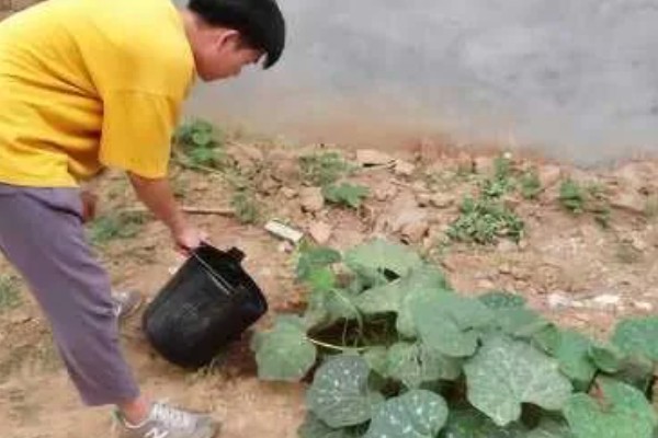 蜜本南瓜怎么种植，播种前亩施农家肥2000-3000公斤左右