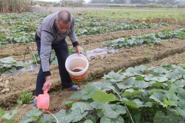 蜜本南瓜怎么种植，播种前亩施农家肥2000-3000公斤左右