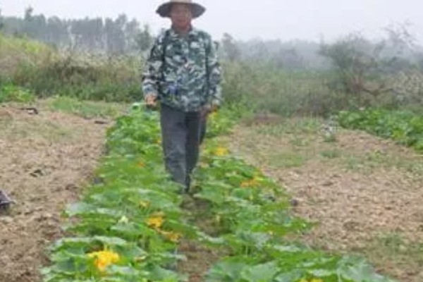 蜜本南瓜怎么种植，播种前亩施农家肥2000-3000公斤左右