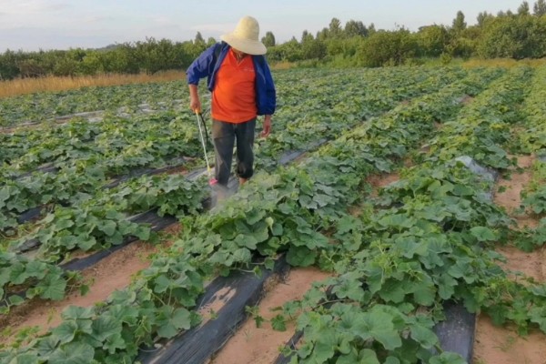 蜜本南瓜怎么种植，播种前亩施农家肥2000-3000公斤左右