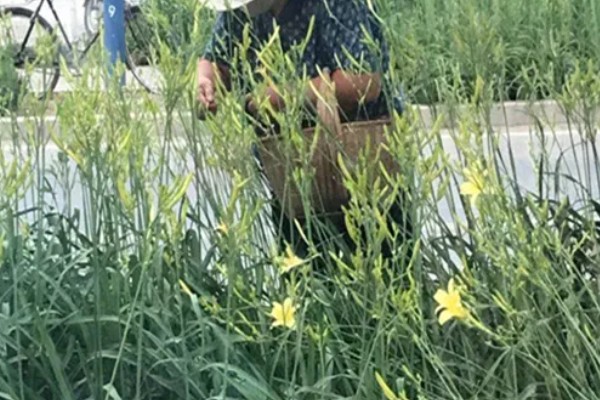 春天如何养殖萱草，每隔2天浇一次水