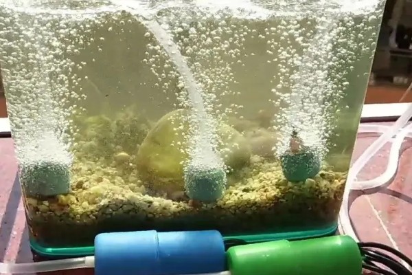 鱼缸的水变绿怎么处理，需及时换水