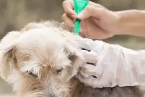 狗吃了驱虫药有哪些反应，可能会出现精神萎靡的症状