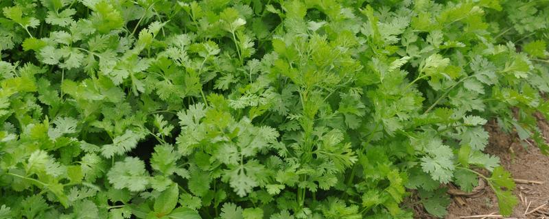 香菜11月份种植多久可收获，一般40-60天后就有收获