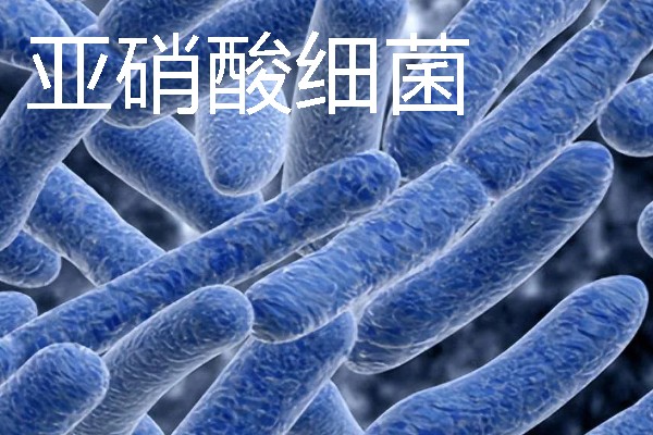 杀菌盐可以和硝化细菌一起用吗，不能一起用