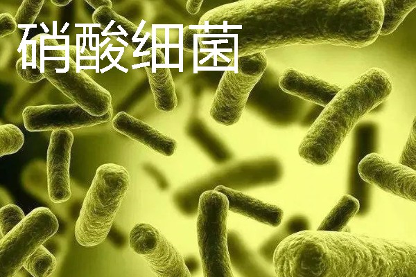 杀菌盐可以和硝化细菌一起用吗，不能一起用