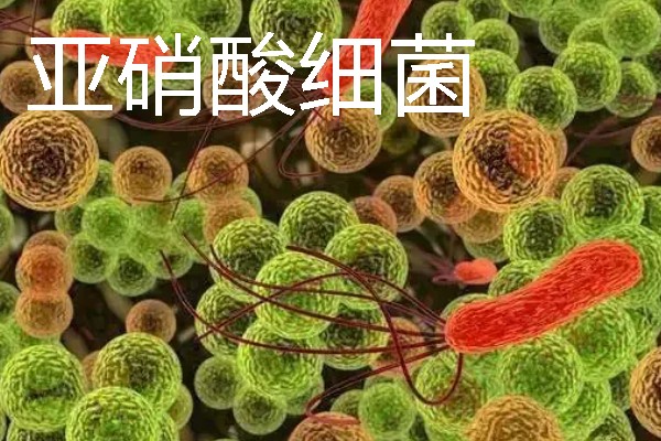 杀菌盐可以和硝化细菌一起用吗，不能一起用