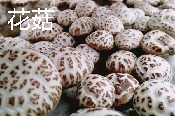 花菇怎么种，接种季节在冬季