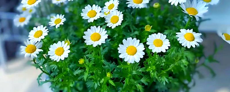 雏菊开花后怎么养护，剪除残花和枯死的枝条可以节省养分