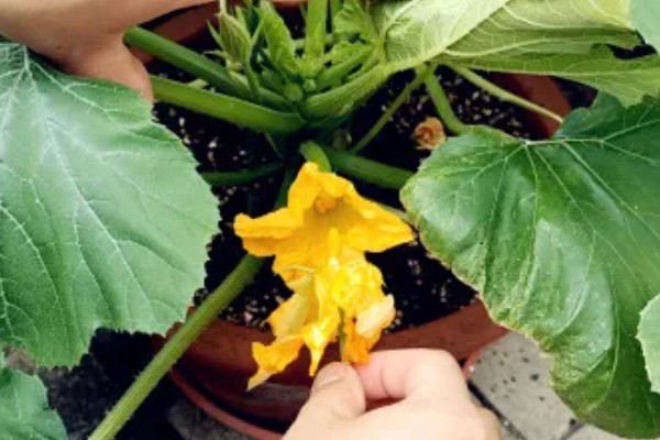 葫芦开花期间的注意事项，提供充足的光照才能积累营养物质