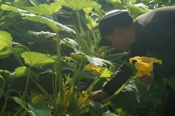 葫芦开花期间的注意事项，提供充足的光照才能积累营养物质