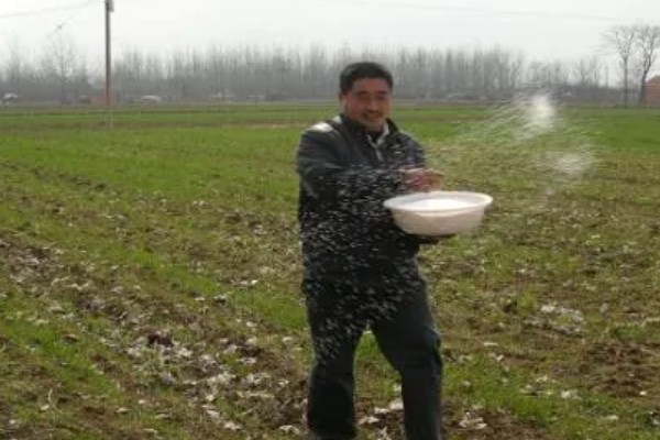 小麦什么时候种植，3-4月份和9-10月份是种植适期