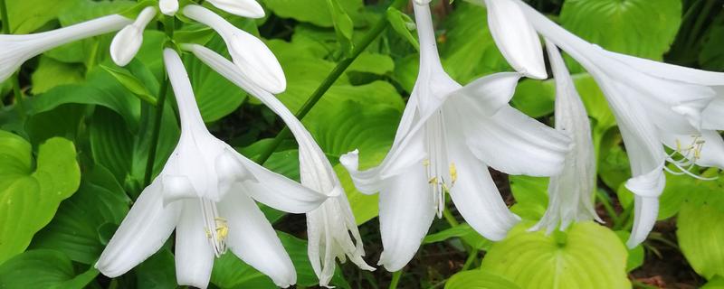 好看的玉簪有哪些，东北玉簪花、白羽玉簪花等品种比较美观