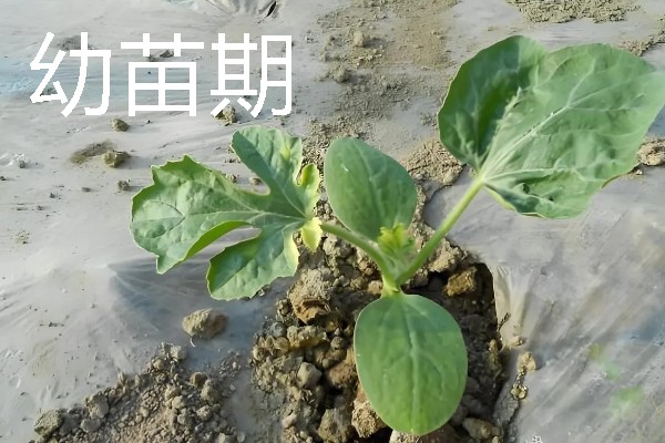 西瓜的生长阶段，需经历发芽期、幼苗期、伸蔓期等6个时期