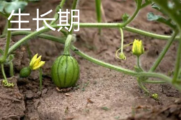 西瓜的生长阶段，需经历发芽期、幼苗期、伸蔓期等6个时期
