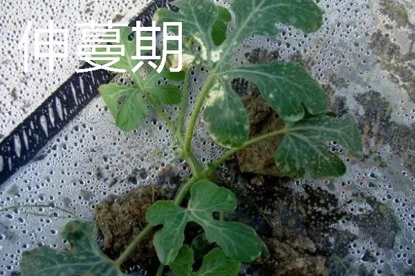 西瓜的生长阶段，需经历发芽期、幼苗期、伸蔓期等6个时期