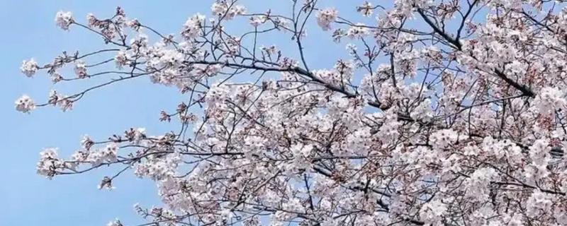 樱花开花以及枯萎的时间，3-4月开花5月凋谢