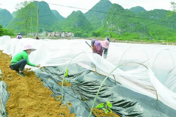 香蕉一年可以收获几次，一年中只能收获一次