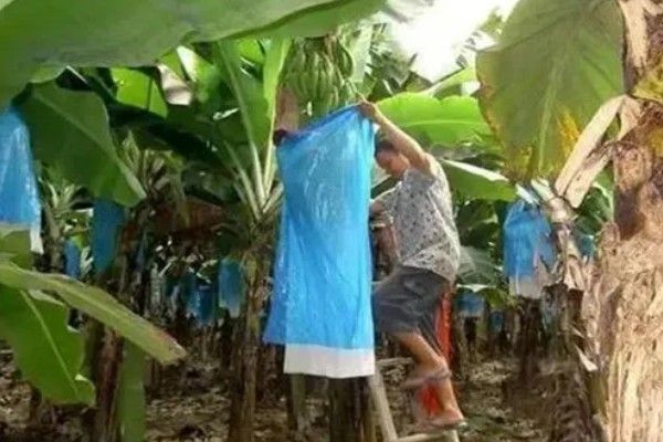 香蕉一年可以收获几次，一年中只能收获一次