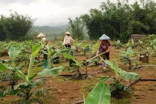 香蕉一年可以收获几次，一年中只能收获一次