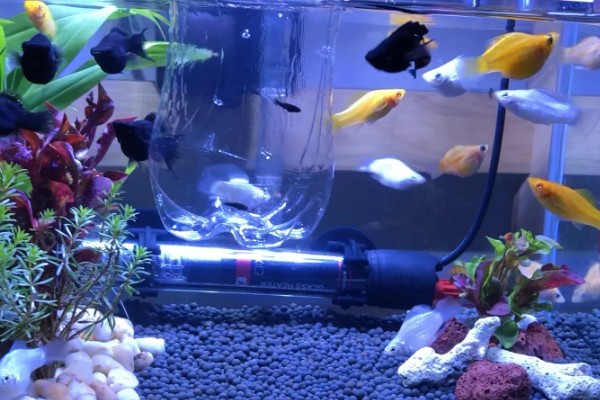 玛丽鱼可以和哪些鱼养在一起，与斑马鱼混养最为合适
