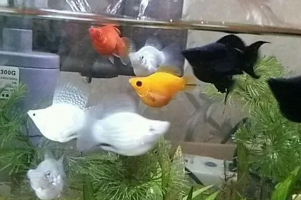 玛丽鱼可以和哪些鱼养在一起，与斑马鱼混养最为合适