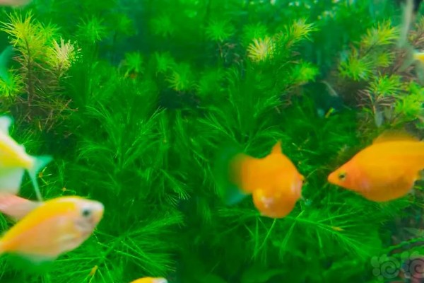 玛丽鱼可以和哪些鱼养在一起，与斑马鱼混养最为合适