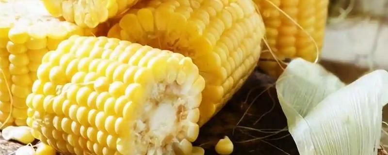 玉米生喂与熟喂有什么区别，吸收和利用率均不同