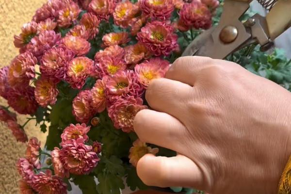 雏菊开花后怎么养护，剪除残花和枯死的枝条可以节省养分
