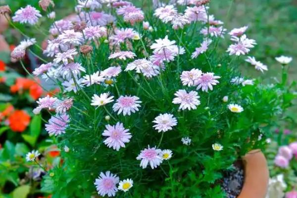 雏菊开花后怎么养护，剪除残花和枯死的枝条可以节省养分
