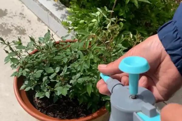 雏菊开花后怎么养护，剪除残花和枯死的枝条可以节省养分