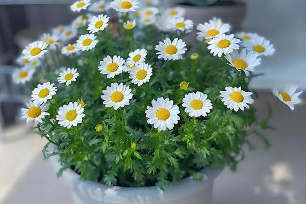 雏菊开花后怎么养护，剪除残花和枯死的枝条可以节省养分