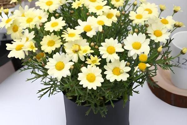 雏菊开花后怎么养护，剪除残花和枯死的枝条可以节省养分