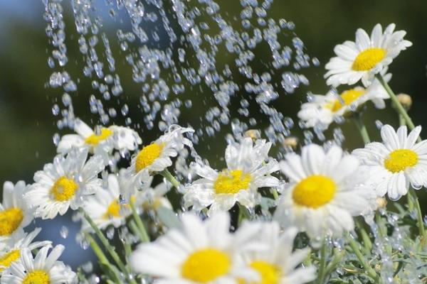 雏菊开花后怎么养护，剪除残花和枯死的枝条可以节省养分