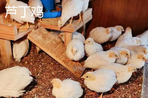 芦丁鸡与鹌鹑有什么区别，前者喉部中央有黑斑、后者身体圆滚羽毛暗淡