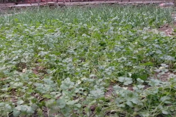 香菜11月份种植多久可收获，一般40-60天后就有收获