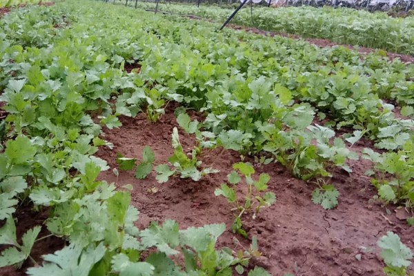 香菜11月份种植多久可收获，一般40-60天后就有收获