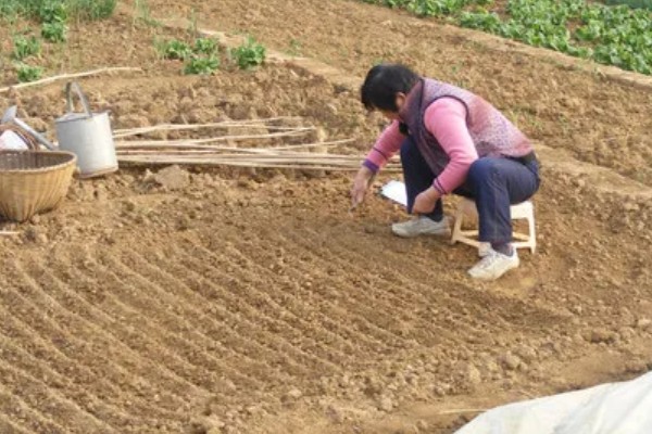 香菜11月份种植多久可收获，一般40-60天后就有收获